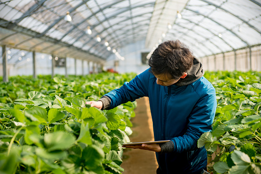 High school student working in greenhouse.