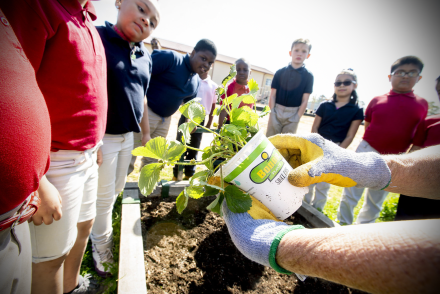 LISD District Garden 2019 FILE PHOTO